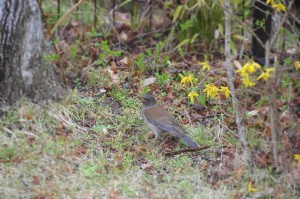 20160403　桜と鳥-3